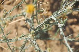 Image of yellow star-thistle