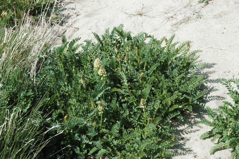 Astragalus canadensis var. brevidens (Gandog.) Barneby的圖片