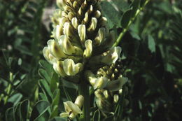 Plancia ëd Astragalus canadensis var. brevidens (Gandog.) Barneby