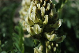 Astragalus canadensis var. brevidens (Gandog.) Barneby的圖片