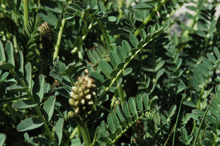 Astragalus canadensis var. brevidens (Gandog.) Barneby的圖片