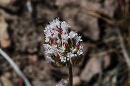 Image of <i>Plectritis macrocera</i>