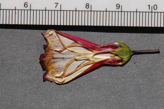 Image of cardinal beardtongue