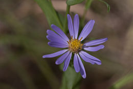 Image of white panicle aster