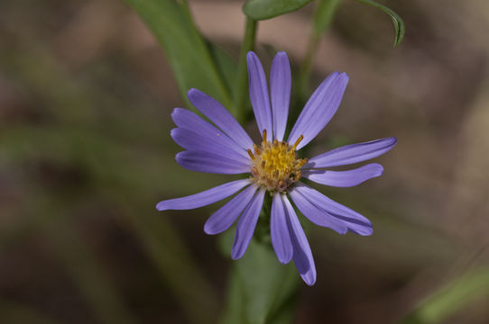 Plancia ëd Symphyotrichum lanceolatum var. hesperium (A. Gray) G. L. Nesom