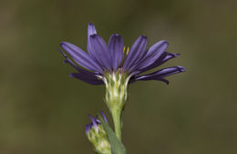 Plancia ëd Symphyotrichum lanceolatum var. hesperium (A. Gray) G. L. Nesom