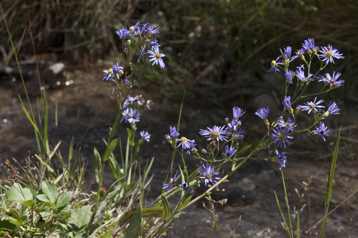 Image of white panicle aster