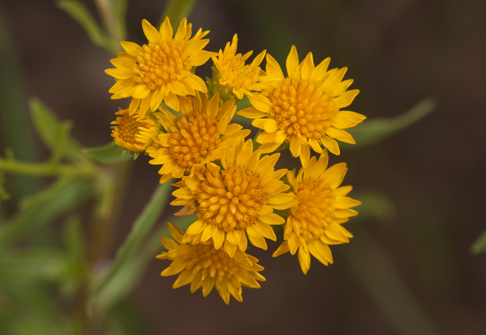 Imagem de Xanthocephalum gymnospermoides (A. Gray) Benth. & Hook. fil.