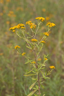 Plancia ëd Xanthocephalum gymnospermoides (A. Gray) Benth. & Hook. fil.