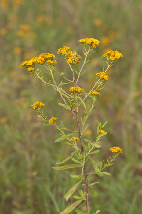 Sivun Xanthocephalum gymnospermoides (A. Gray) Benth. & Hook. fil. kuva