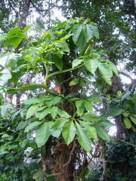 Image of Syngonium neglectum Schott