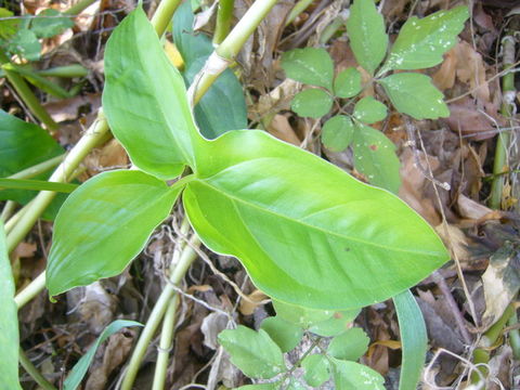 Syngonium neglectum Schott的圖片