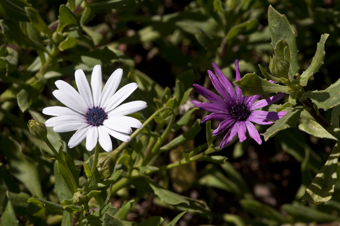 Image of blue and white daisybush