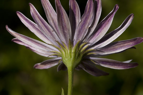 Image of blue and white daisybush