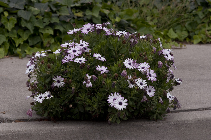 Image of blue and white daisybush