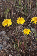 Image of bigflower agoseris