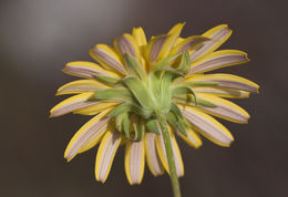 Image of bigflower agoseris