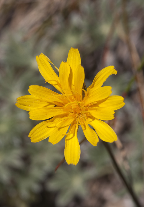 صورة Agoseris parviflora (Nutt.) D. Dietr.