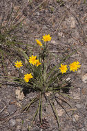 صورة Agoseris parviflora (Nutt.) D. Dietr.