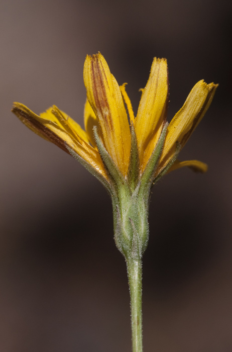 صورة Agoseris parviflora (Nutt.) D. Dietr.