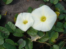 Image of beach morning-glory