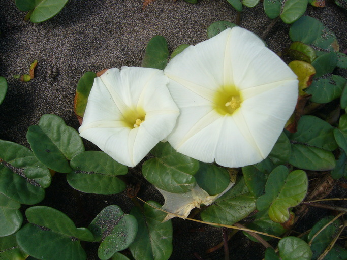 Image of beach morning-glory