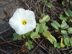 Image of beach morning-glory