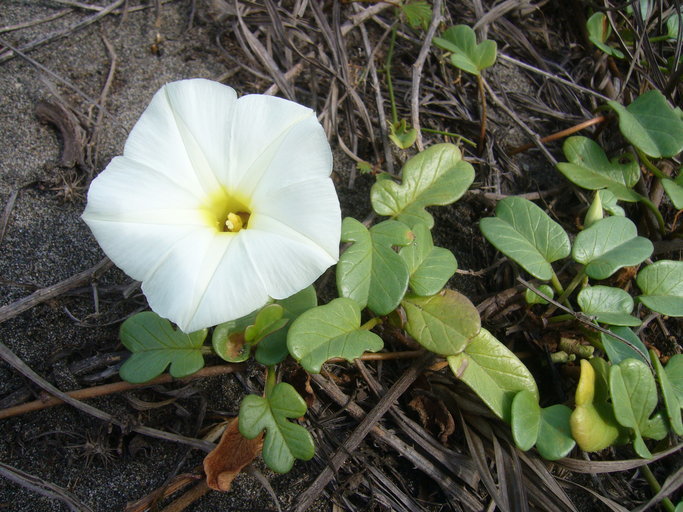 Image of beach morning-glory