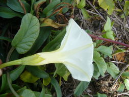 Image of beach morning-glory