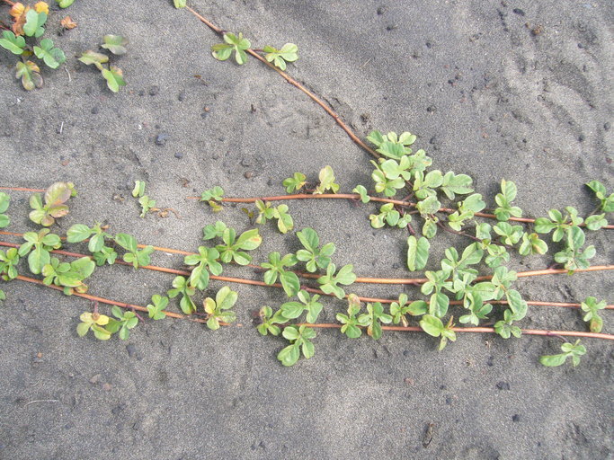 Image of beach morning-glory