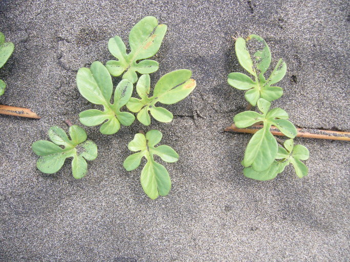 Image of beach morning-glory