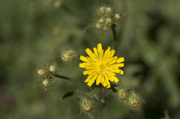 Image of bristly hawksbeard