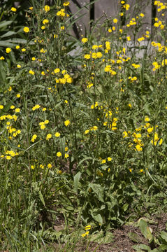 Image of bristly hawksbeard