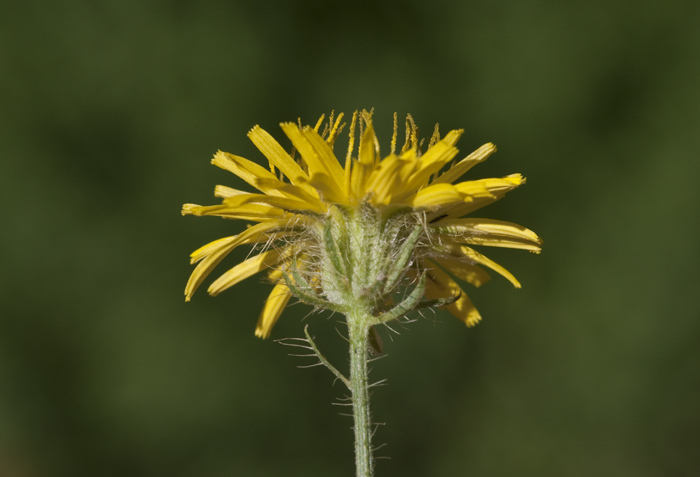 Image of bristly hawksbeard