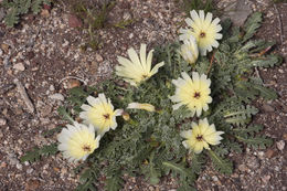 Glyptopleura setulosa A. Gray resmi