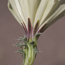 Image of holy dandelion