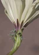 Image de Glyptopleura setulosa A. Gray