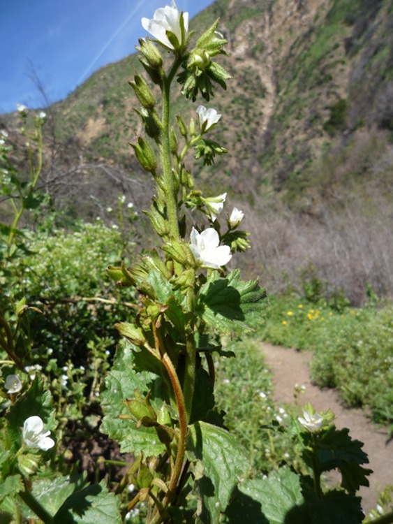 Image of <i>Phacelia viscida</i> var. <i>albiflora</i>