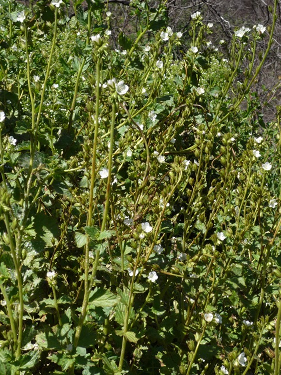 Image of <i>Phacelia viscida</i> var. <i>albiflora</i>