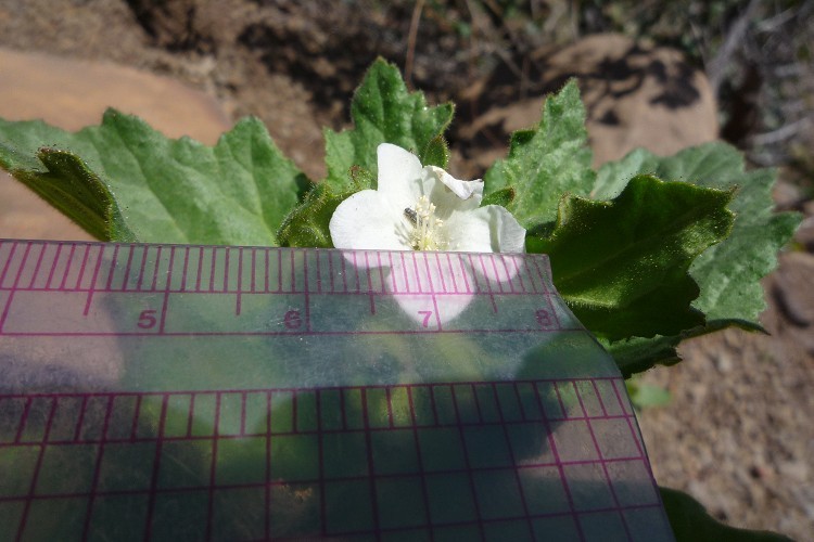 Image of <i>Phacelia viscida</i> var. <i>albiflora</i>