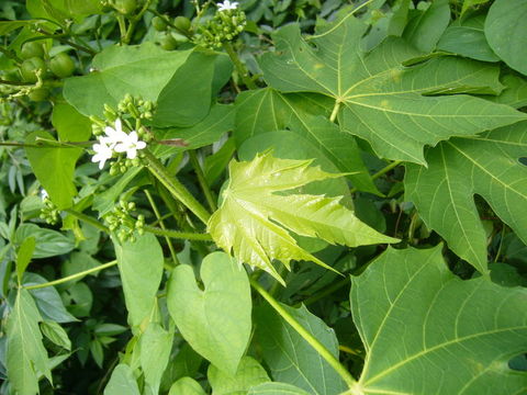 Слика од Cnidoscolus multilobus (Pax) I. M. Johnst.