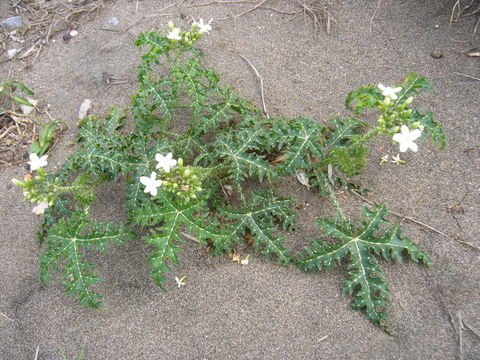 Image of Texas bullnettle