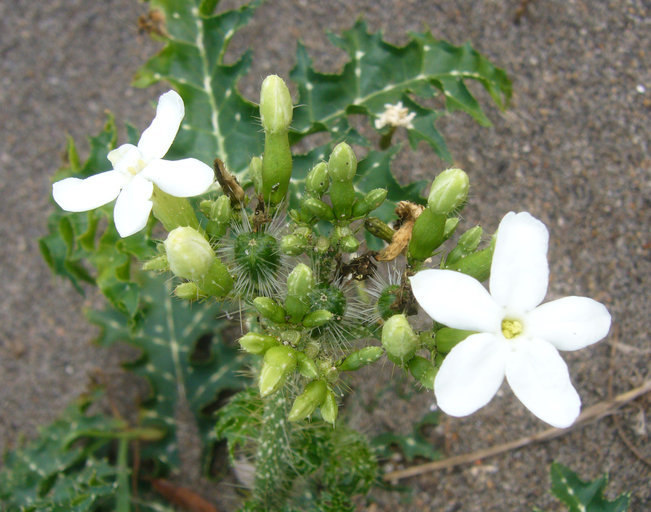 Sivun Cnidoscolus texanus (Müll. Arg.) Small kuva