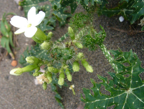 Image of Texas bullnettle