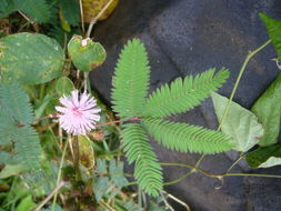 Image of Mimosa dormiens Willd.