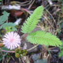 Image of Mimosa dormiens Willd.