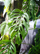 Monstera adansonii Schott resmi