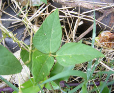 Image of Corkscrew vine