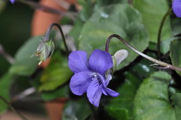 Image of common dog-violet