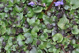 Image of common dog-violet